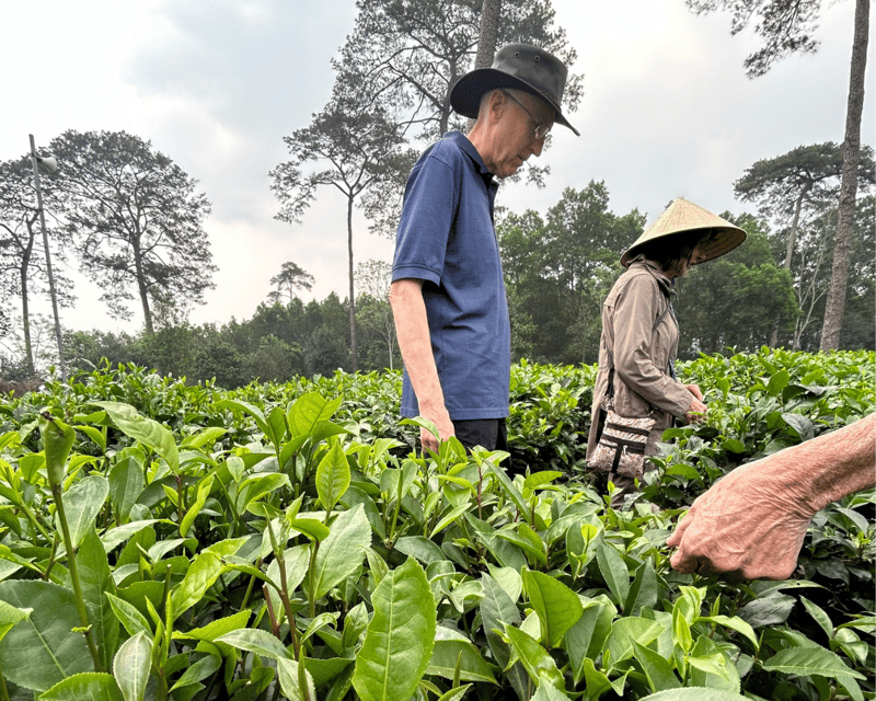 Hanoi Eco Tour: Ba Vi National Park Wonders & Tea Plantation - Should you book the Ba Vi tea and ruins tour?