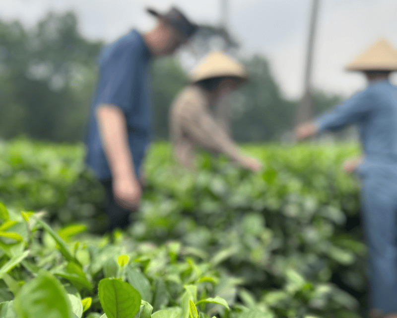 Hanoi Eco Tour: Ba Vi National Park Wonders & Tea Plantation - The former prison reclaimed by nature