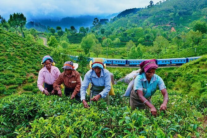 Haputale Tea Estate Walking Tour From Ella - From Ella to Haputale’s tea country