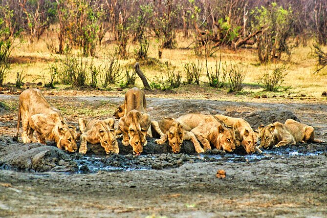 High Tea in the Savannah, Catering by Victoria Falls Hotel - Group size, guides, and the feel of the outing
