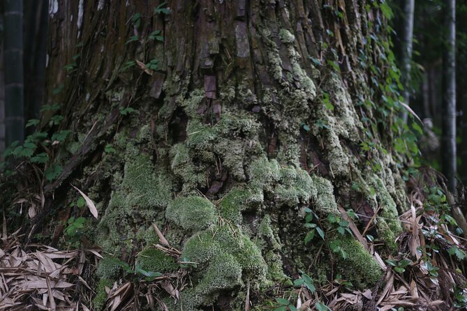 Home Experience: Tea Ceremony & Moss Garden Walk(Day trip) - Who will enjoy this day most