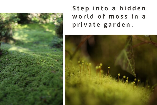 Home Experience: Tea Ceremony & Moss Garden Walk(Day trip) - Cooking lunch together, then sitting down to eat