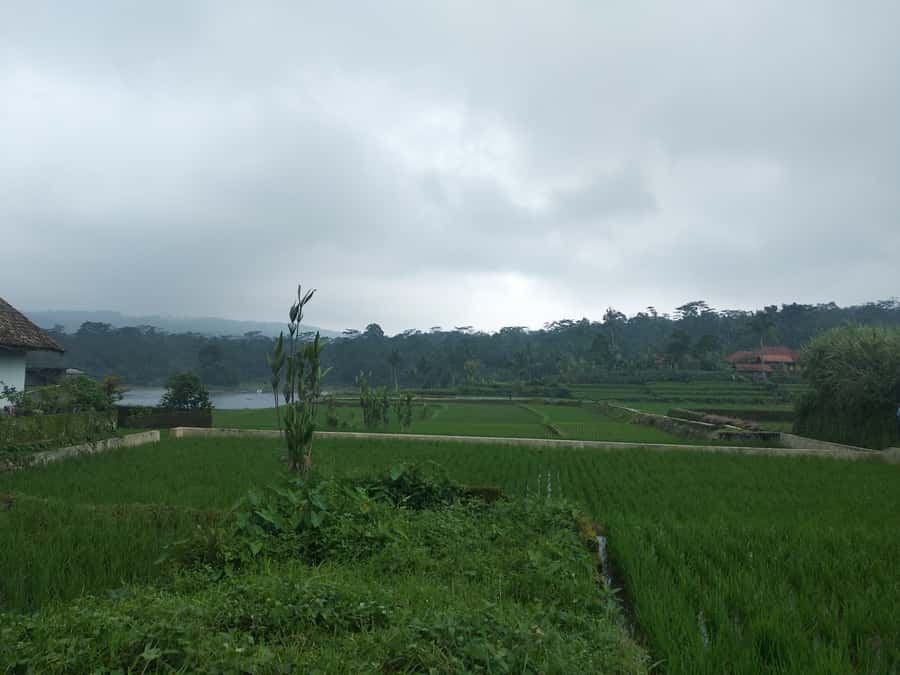 Jakarta :Volcano, HotSpring, Tea Factory, RiceField, &Coffee - Key Points To Know Before Booking