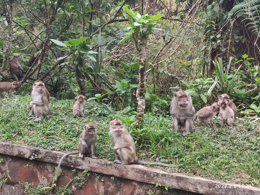 Jakarta :Volcano, HotSpring, Tea Factory, RiceField, &Coffee - Lunch in Lembang and Luwak Coffee in Cikole