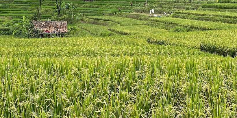 Jakarta: Volcano, Tea/Rice Fields, Hot Spring, Local Food - Coffee, civet displays, and an ethical question