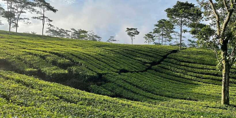 Jakarta: Volcano, Tea/Rice Fields, Hot Spring, Local Food - Rice fields and village life between the main stops