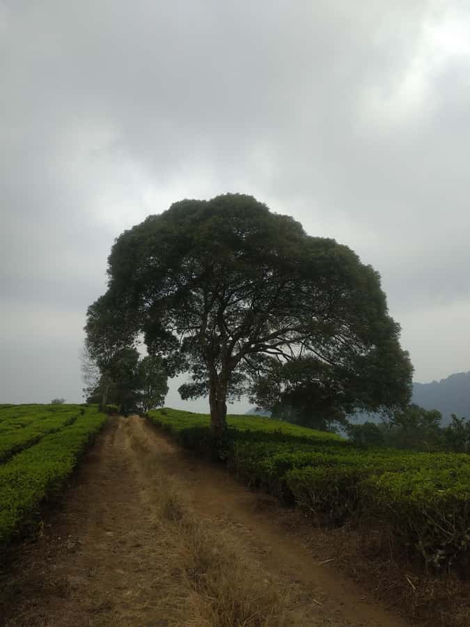 Jakarta: Waterfalls, Volcano, White Crater, Tea, Hot Spring - Guiding and the private-group setup