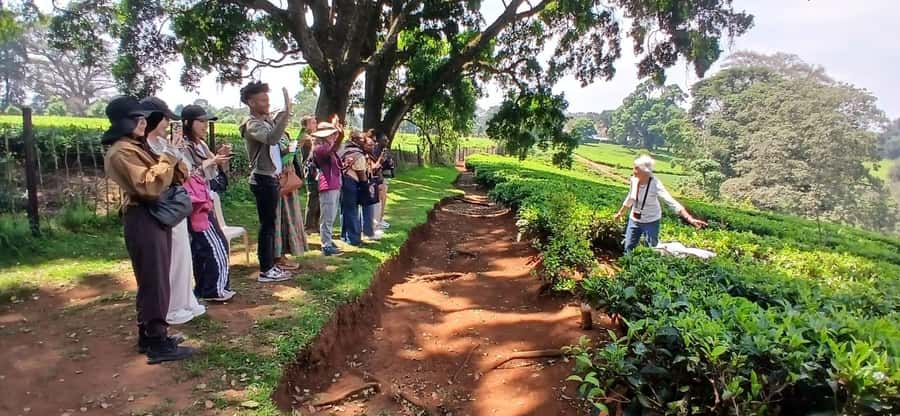 Kaimbethu tea farm tour and lunch package - Practical booking advice before you set out