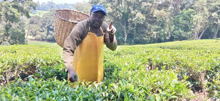 Kaimbethu tea farm tour and lunch package - Should you book the Kiambethu Tea Farm tour?