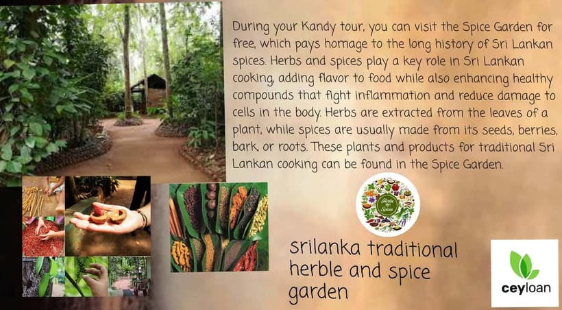 Kandy: City Tour with Temple of the Tooth & Tea Garden - Traditional dance and everyday Kandy food
