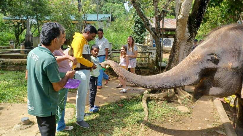 Kandy & Pinnawala & Tea Factory Full Day Tour From Negombo - Why this Kandy day trip works from Negombo