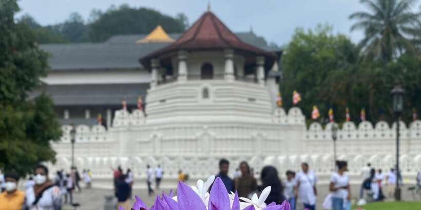 Kandy privet day tour with pinnawala and Tea plantation - Key points to know before booking