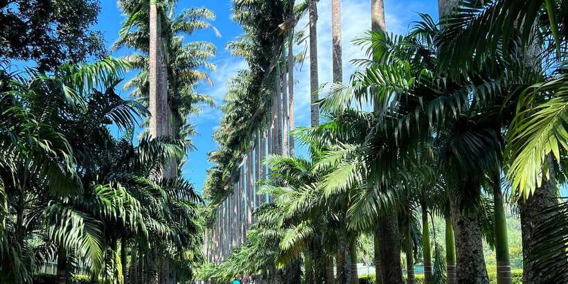 Kandy privet day tour with pinnawala and Tea plantation - Peradeniya Royal Botanic Gardens for one hour