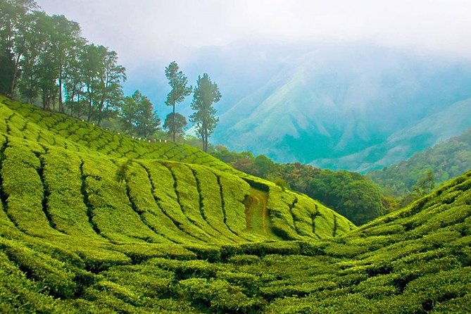 Kandy to Nuwara Eliya Day Trip – Little England & Tea Country - Leaving Kandy for the tea hills