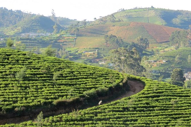 Kandy to Nuwara Eliya Day Trip – Little England & Tea Country - The 10-hour day: who will enjoy it most