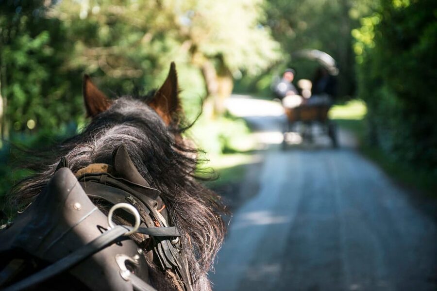 Killarney: Jaunting Car Tour with Afternoon Tea - From Killarney town to quiet park roads