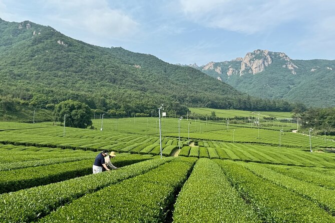 Korean Green Tea Tour - from Boseong to Gangjin (Private) - Gangjin Dawon shifts the mood