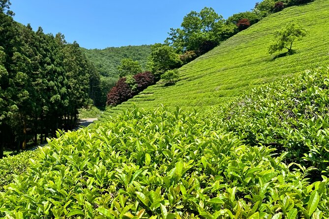 Korean Green Tea Tour - from Boseong to Gangjin (Private) - Baegundong Hermitage Garden connects tea with place