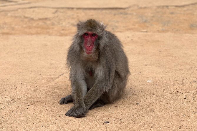 Kyoto: Arashiyama Bamboo Forest, Monkeys, Matcha & Temple Tour - Nonomiya Shrine and a quieter side of Arashiyama