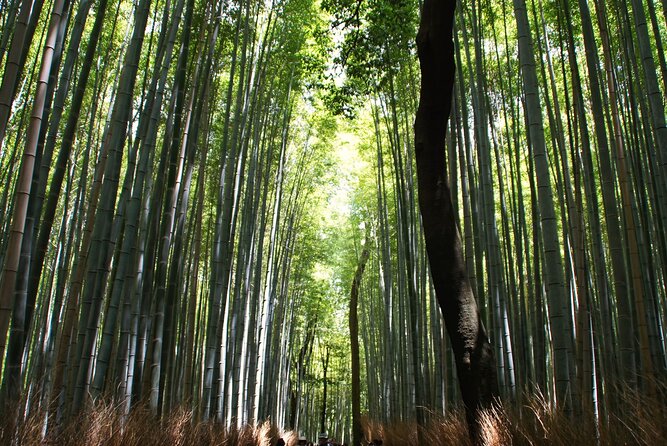 Kyoto: Arashiyama Bamboo Forest, Monkeys, Matcha & Temple Tour - Monkey Park Iwatayama requires honest preparation