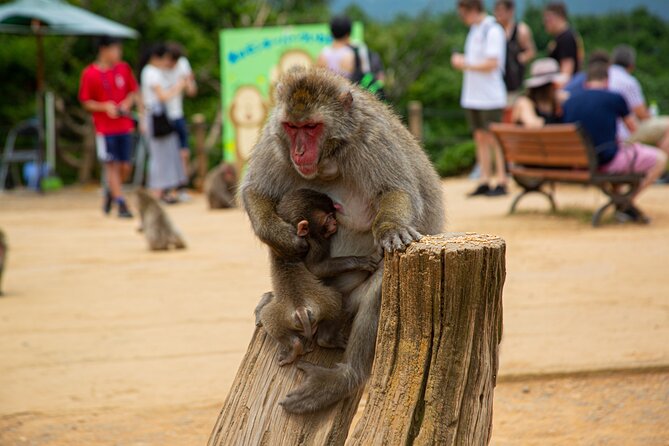 Kyoto: Arashiyama Bamboo, Temple, Matcha, Monkeys & secret spots - Okochi Sanso Garden brings a quiet pause