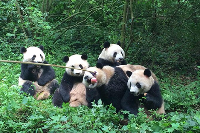 Leshan Buddha + Panda Base or Old Tea House Private Day Tour - Guides, drivers, and the human side of the day