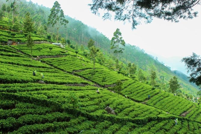 Lipton's Seat and Tea Factory,Trail Amidst Tea Plantation Day Tour - Dambatenne Tea Factory and the making of Sri Lankan tea