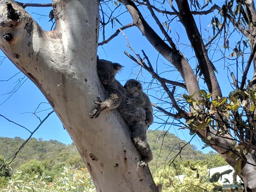 Magnetic Island: Guided Bus Tour with Morning Tea - Aquasearch Aquarium puts local marine life in context