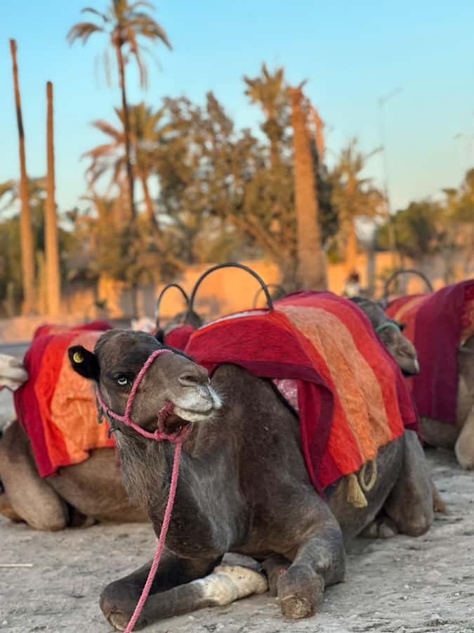 Marrakech:quad excursion at Jbilet desert with Moroccan tea - Key points to know before booking