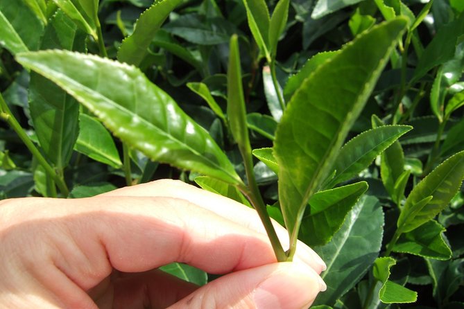 Matcha Green Tea Plantation and Matcha Factory Visit - Key things to know before booking