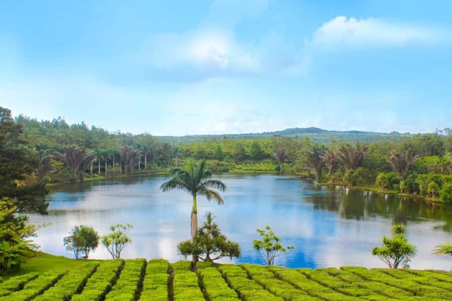 Mauritius: Crocodile Park and Tea Factory Tour with Tasting - The tea museum puts the tasting in context