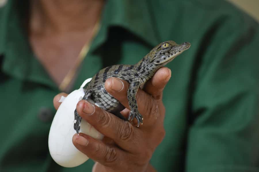 Mauritius: Crocodile Park and Tea Factory Tour with Tasting - Tea tasting with views across the south