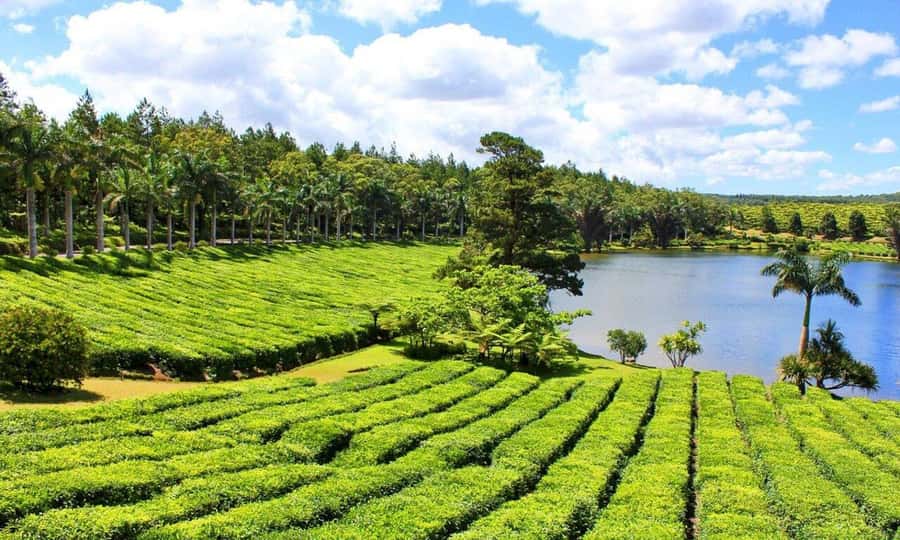 Mauritius: Crocodile Park and Tea Factory Tour with Tasting - Is $180 per person good value?