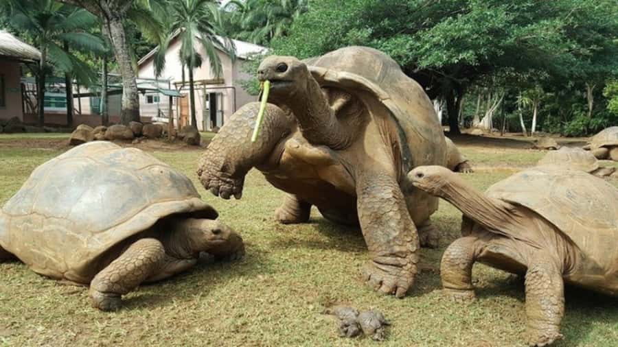 Mauritius: Crocodile Park and Tea Factory Tour with Tasting - Small details that make the day easier