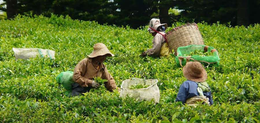 Mauritius: Tea and Sugar Plantation Guided Tour with Lunch - Key points at a glance