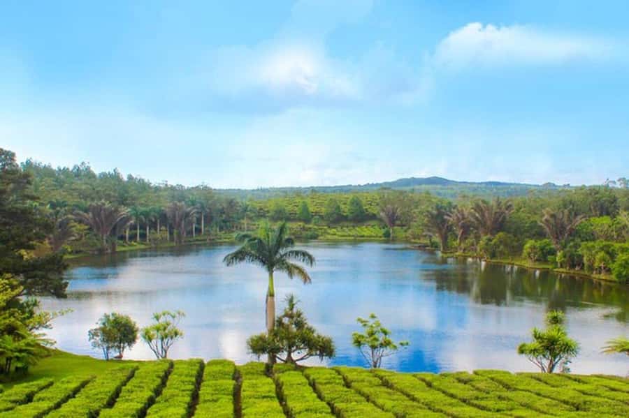 Mauritius: Tea and Sugar Plantation Guided Tour with Lunch - How the six-and-a-half-hour schedule feels