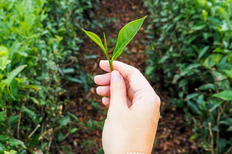 Mauritius: Tea and Sugar Plantation Guided Tour with Lunch - Should you book it?