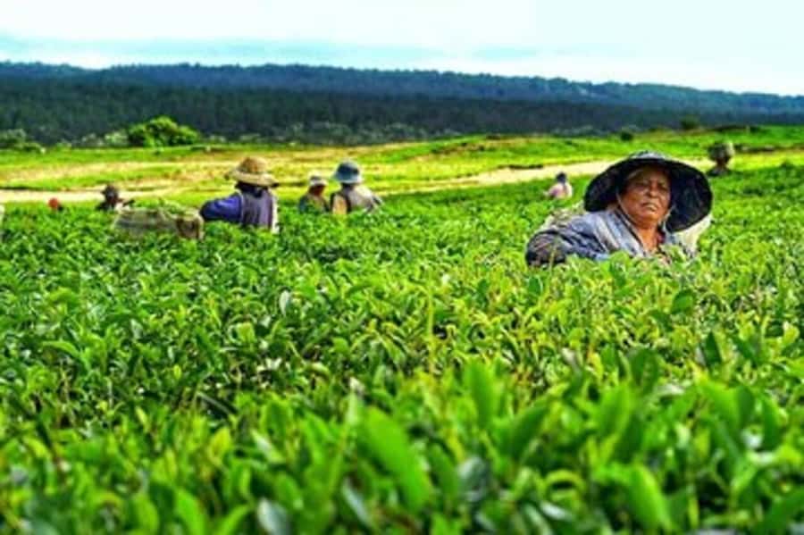 Mauritius: Tea and Sugar Plantation Guided Tour with Lunch - Le Domaine des Aubineaux starts with colonial Mauritius