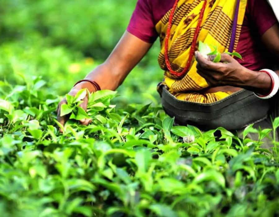 Mauritius: Tea, Rum and Vanilla Route with Lunch and Pickup - Bois Chéri, Mauritius’s major tea stop