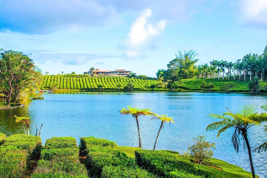 Mauritius: Tea, Rum and Vanilla Route with Lunch and Pickup - From sugar cane to rum at Saint Aubin