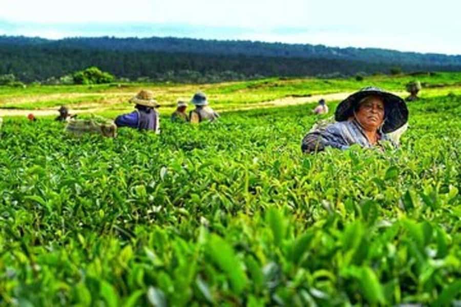 Mauritius: Tea, Rum and Vanilla Route with Lunch and Pickup - Lunch with vanilla in the story