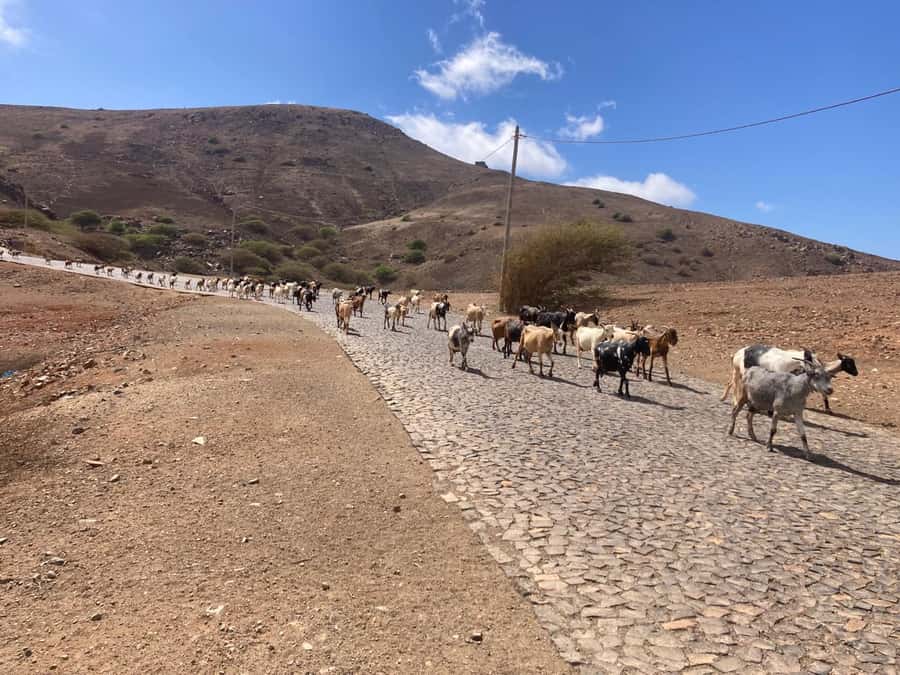 Monte Verde by Car & Tea House – São Vicente’s Highest Point - Booking flexibility and practical details