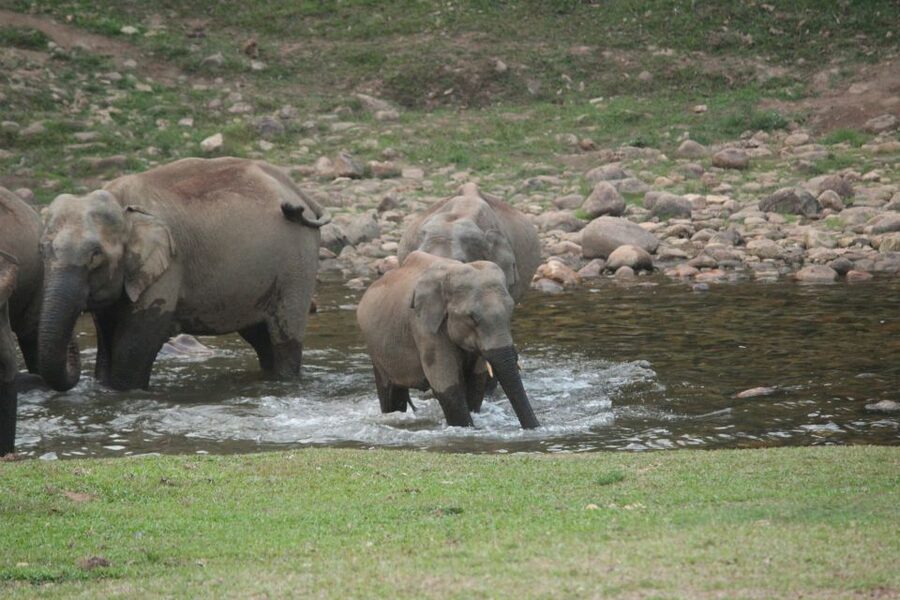Munnar: Tea Garden and Elephant Safari Trip by 4x4 - Is $98 good value for six people?
