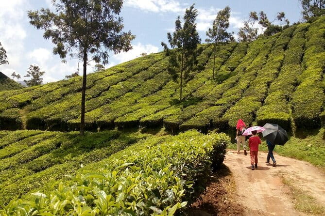 Munnar Tea Plantation Evening walking with Sunset View - The 3:30 pm start from Moolakadai