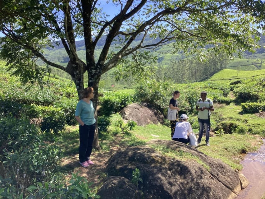 Munnar: Tea trail, Tea Factory, and Tea Tasting Tour - Should you book the Munnar Tea Trail Tour?