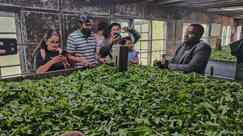 Munnar: Tea trail, Tea Factory, and Tea Tasting Tour - Walking through Munnar’s tea terraces