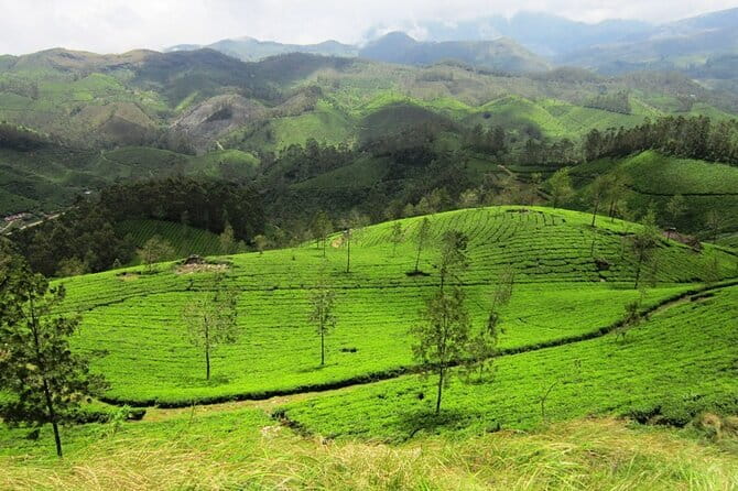 Munnar Tea Trail Tour , Tea factory visit & Tea Tasting - Starting Near Munnar’s KSRTC Bus Stand