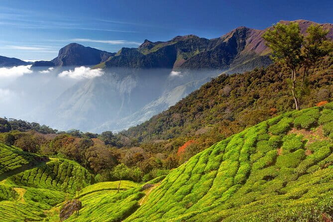 Munnar Tea Trail Tour , Tea factory visit & Tea Tasting - Tasting Tea and Learning to Blend