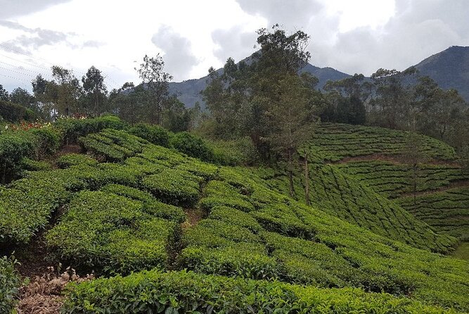 Terraced tea rows on a hillside above Munnar