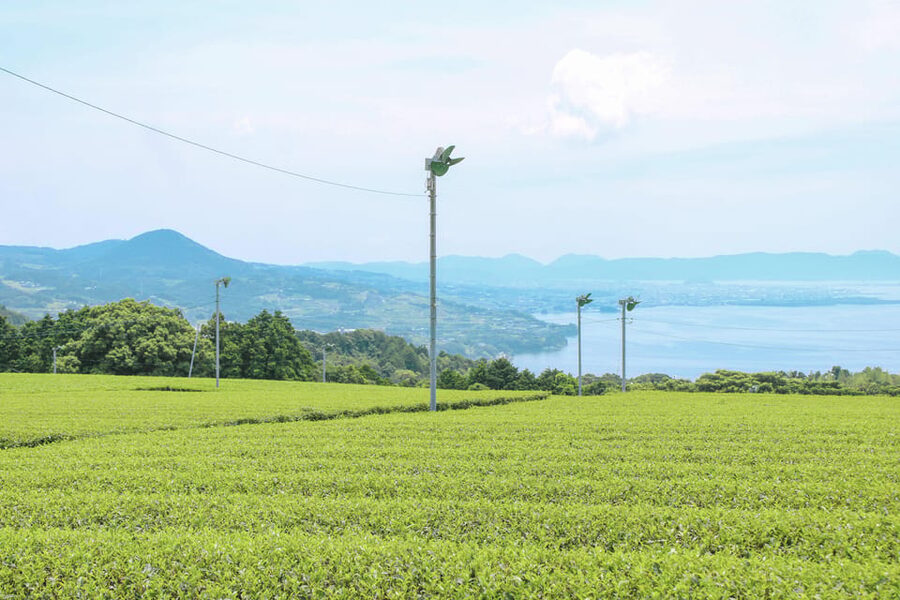 Nagasaki: Explore Japanese Teas on a Tea Tour - Key points at a glance